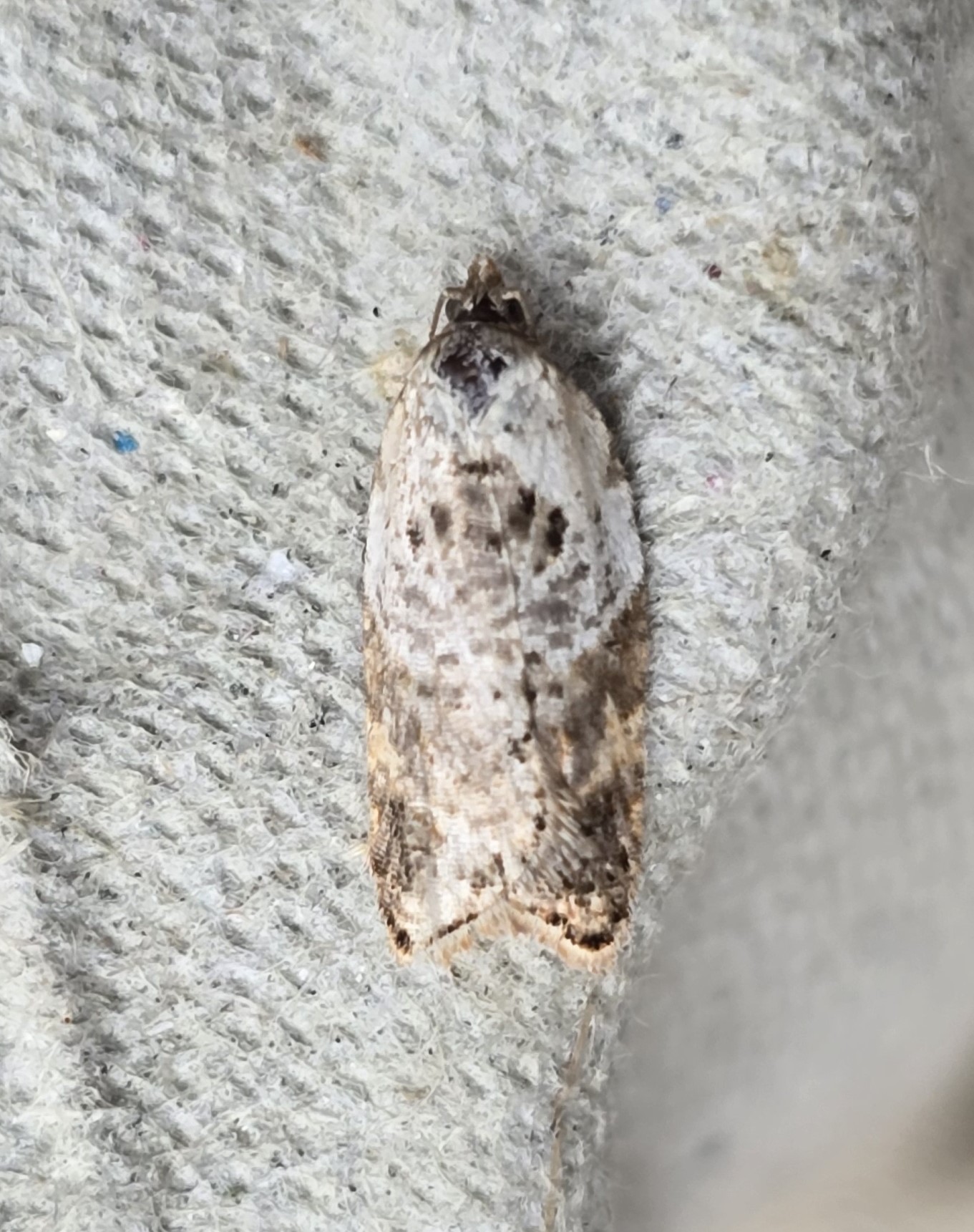 Photo of Garden Rose Tortrix (Acleris variegana)